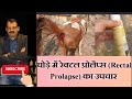 Rectal Prolapse In Horse घोड़े में रेक्टल प्रोलैप्स �