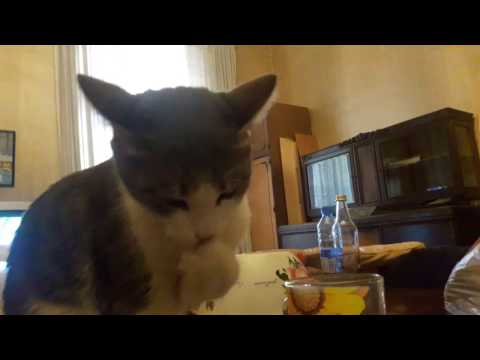Cat Drinking Coffee - *Funny*