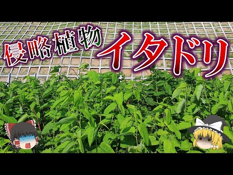 イタドリ 植物