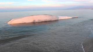 preview picture of video 'Hallan una ballena muerta de 16 metros en Almería'