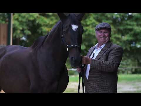 Trakehnerzucht Büttner - Ein Interview mit Horst Büttner