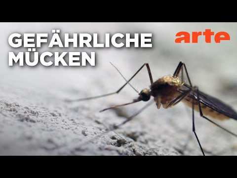 Video Thumbnail: Mückenalarm: Mücken außer Kontrolle? | Doku HD | ARTE