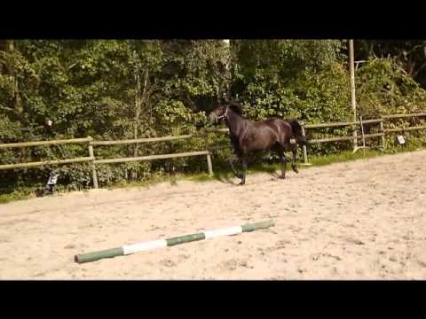 Jährlingsstute von Antango- Sandro Hit