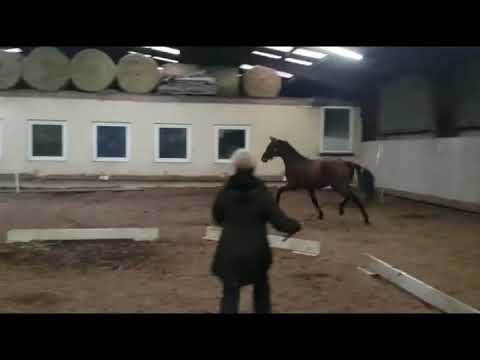 Hengst v FRANKLIN x ROYAL HIT x LANDADEL *2020