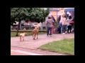 Hilarious Crazy Ass Goat Terrorizes People In The Streets Real Life Mountain Dew Attack Goat