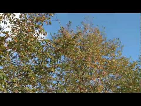 INFORM-LIFE "KATO NEVROKOPI"