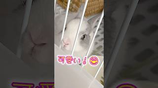 小さな口で一生懸命食べる姿に悶絶…子うさぎ塩ちゃんの食事風景🐰 #shorts