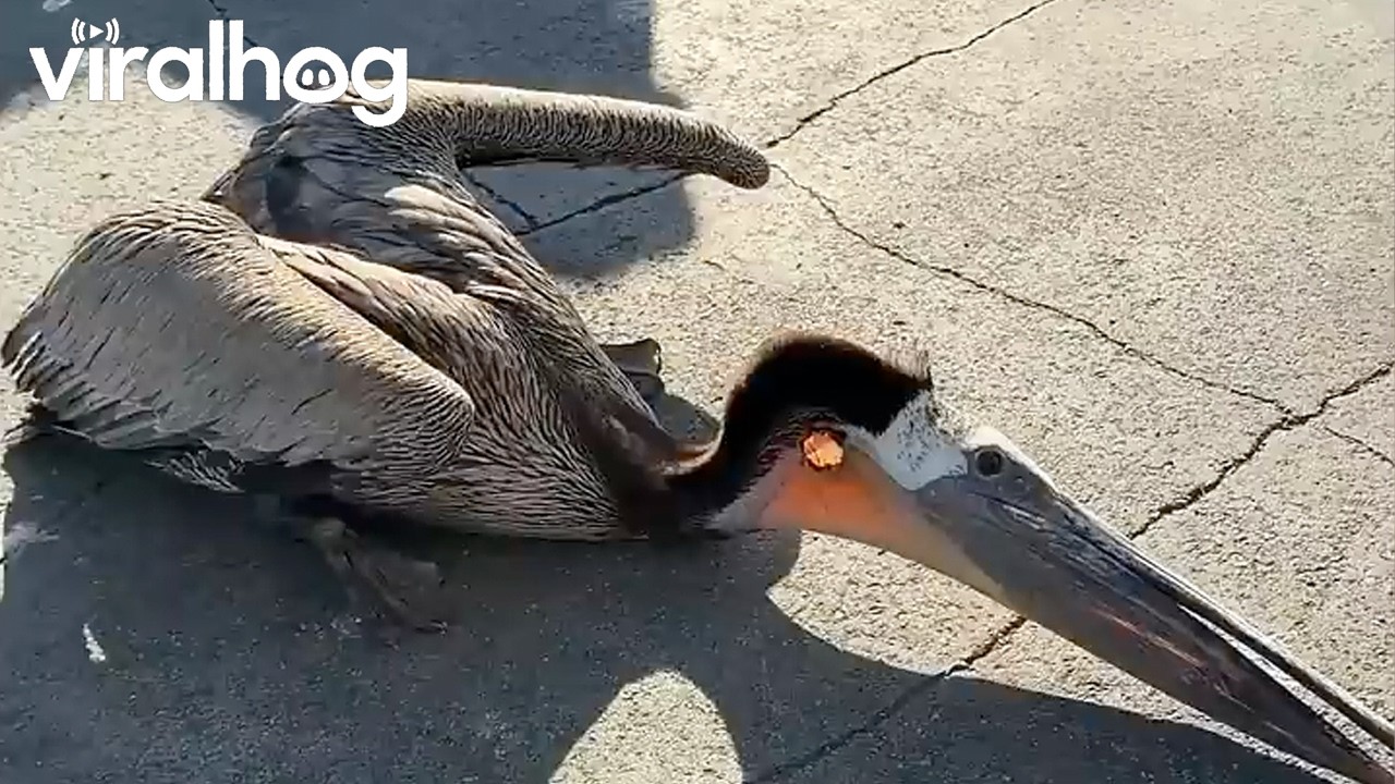 Dad and Daughter Save a Pelican || ViralHog