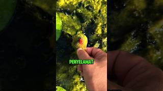 Download lagu Lotus Flower Rescue‼️🪷🤩 #viralvideo #flowers #cool mp3