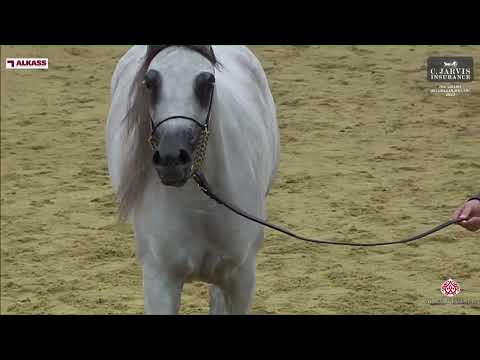 N 79 ELHAM AL JAMAL   3rd Qatar AH Breeders Cup   Fillies 3 Years Old Class 3
