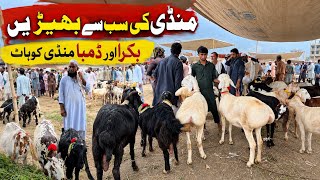 Download lagu Kohat Bakra Aur Dumba Mandi- Latest Update- Garmi Aur Rate Dono Nechy August , 2026 mp3
