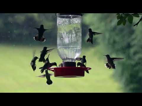 Hummingbird Horde 2023