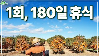 1회 살포, 180일 휴식!ㅣ눈이 왔을 때 뿌리세요!ㅣ편한 제초제