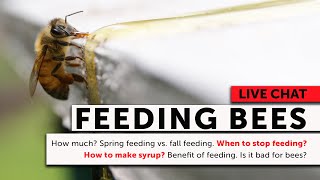 Feeding Bees - When, How, Why, How Often & More!