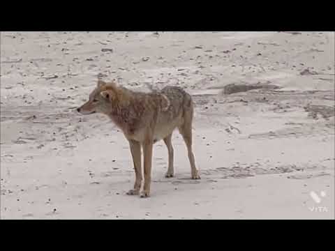 CANE CORSO ATTACKS COYOTE