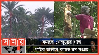 সাতক্ষীরা জেলায় খেজুরের রসের উপর নির্মিত ভিডিওচিত্র