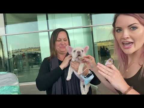 The Ultimate Guide to Pet Travel with Nanny Kelly