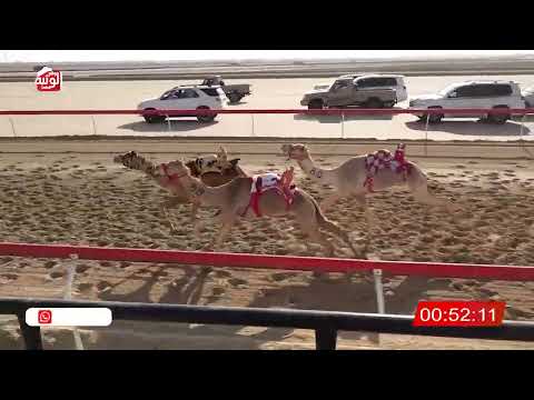 ش 13 (الشاهينيه) لـ محمد عبدالله القبيسي 1:49:57 ، شارة الصندوق 2026/02/13 فطامين الوثبة