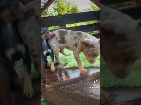 Pinscher Mini - Prager Rattler-thumb-1