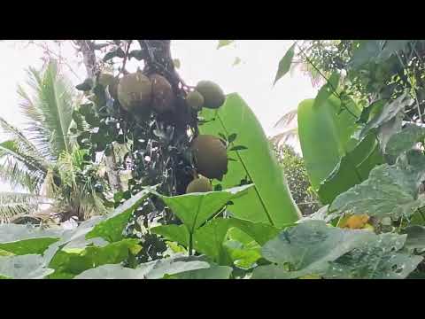 The pumpkin is hiding and sleeping 💤💤😴😴