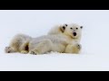 Top 5 Silliest Animal Moments BBC Earth