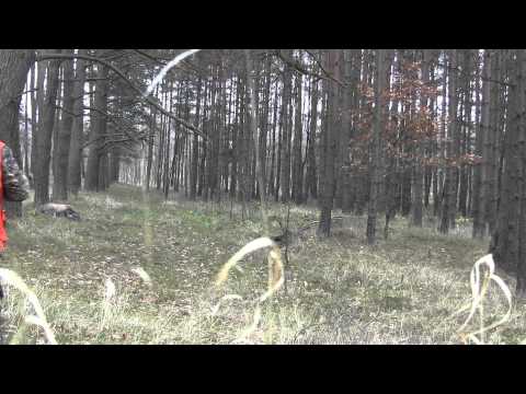 Driven hunt in Poland shooting red stag