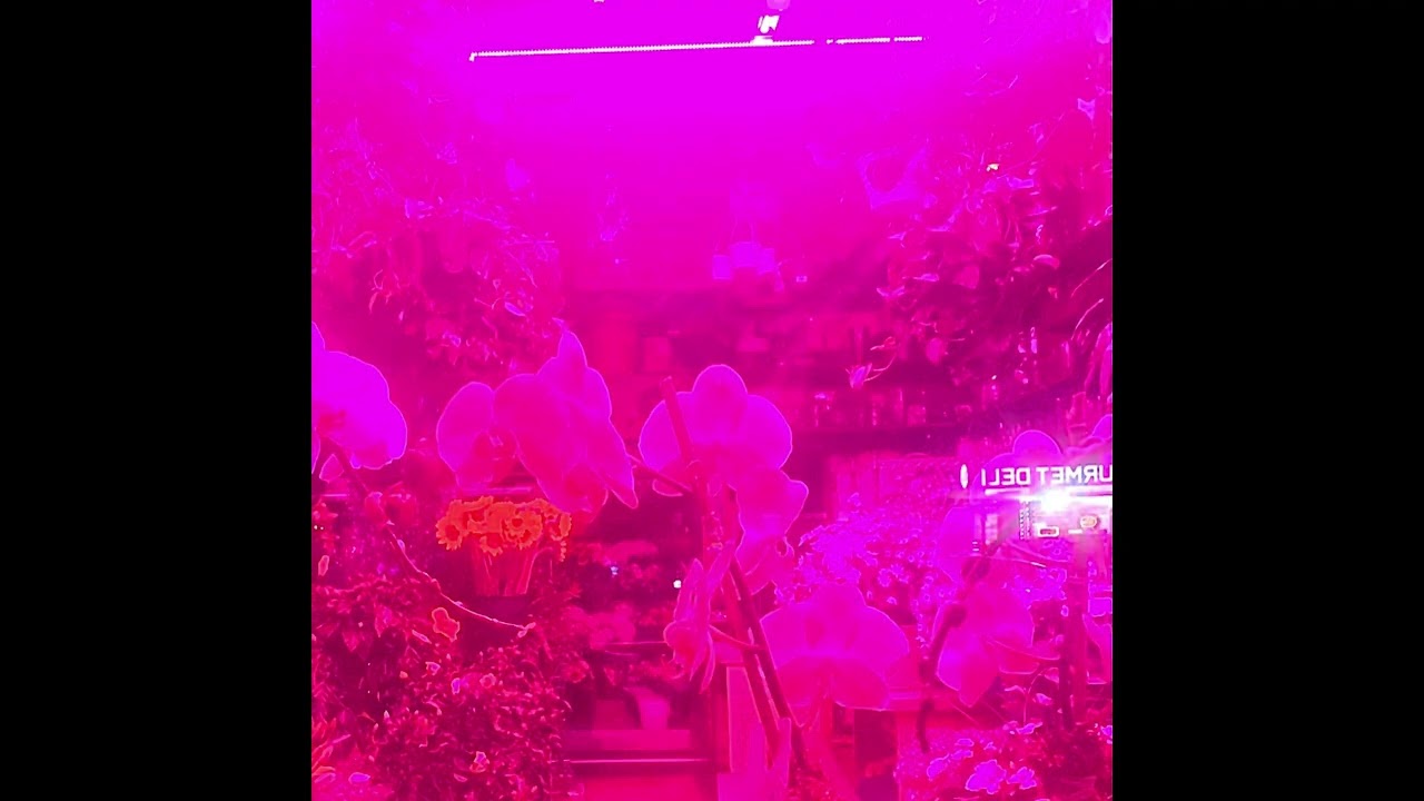 Melaina Kol - Minuet