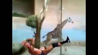 Download lagu Giraffe RKO'd #ApexPredator #RKO #RandyOrton #Viper #ProWrestlingVines #FunnyVines #Zoo #Giraffe #WW mp3