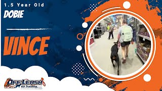 Download Lagu Vince | 1.5 Year Old Dobie | Off Leash Doberman Training, Georgia Thumbnail