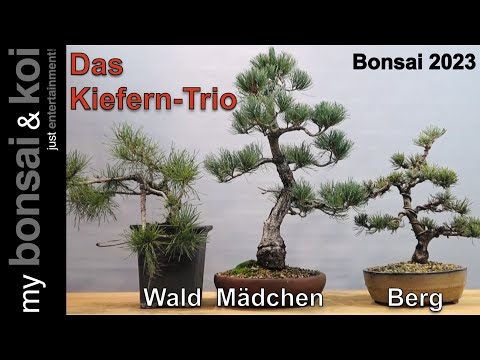 Bonsai 2023-2 - Kiefer - Pinus - Wald, Berg und Mädchen - Das Kiefern Trio