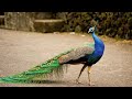 मोर नाचता क्यों है Shorts Peacock Dance
