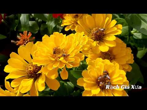 Thể hiện bởi Trúc Mai (trước 75)