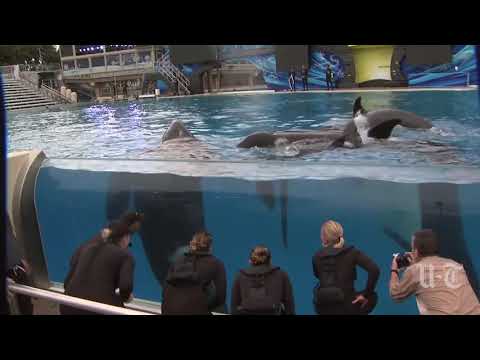 SeaWorld intends to replace Shamu show with a new orca experience in ...