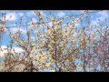 VLOG: цветут вишни, сливы, груши; ловим майских жуков 