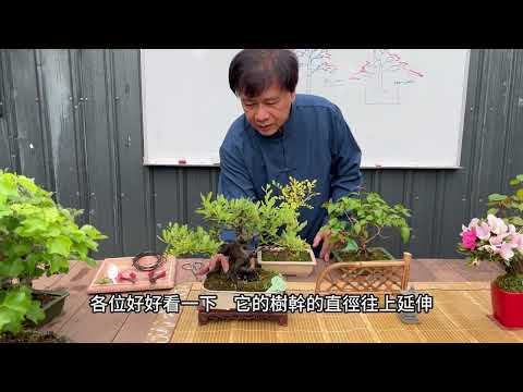 樹型種類