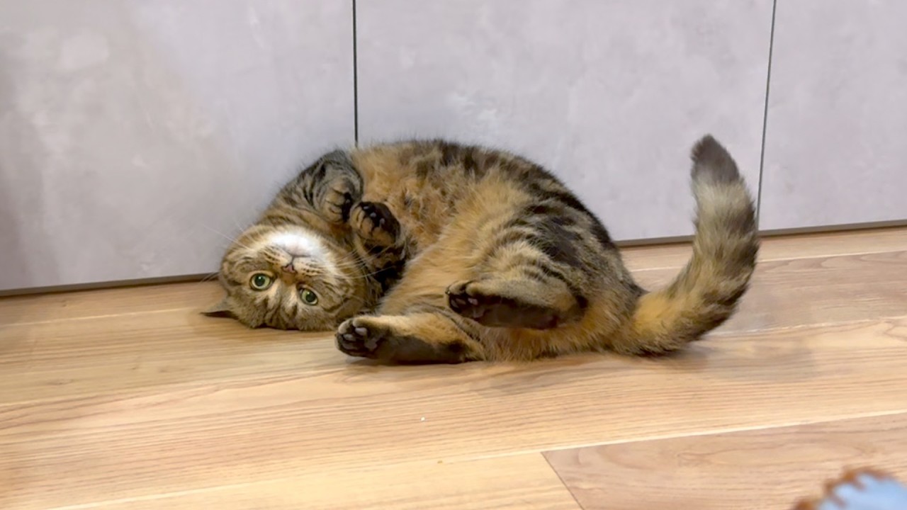 元ツンデレ猫の甘え方の癖がすごい！