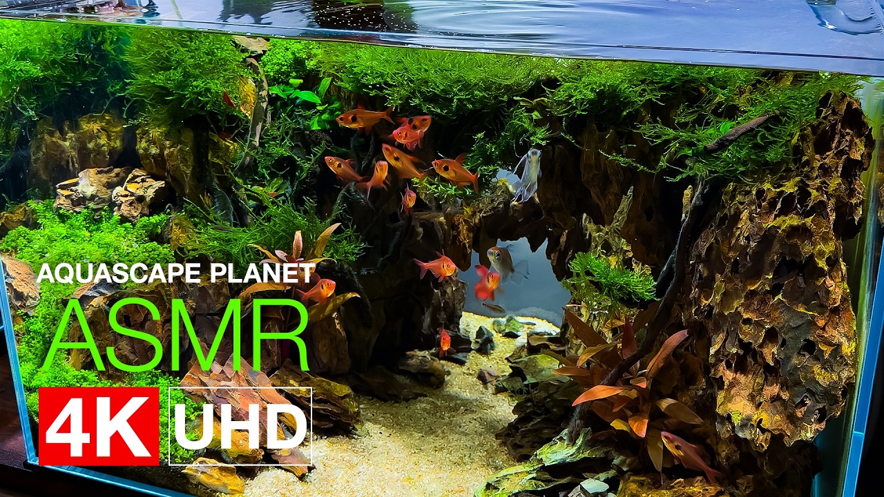 【ASMR】石橋水景制作の全記録。立ち上げから完成まで | 4K UHD