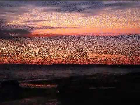 Café del Mar XV - Marc Puig feat. Maria Collado - To Forget Me