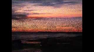 Café del Mar XV - Marc Puig feat. Maria Collado - To Forget Me