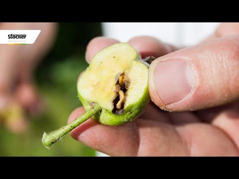 Striscia il piccolo appetito al bambino Trattamenti da garofani da parassiti