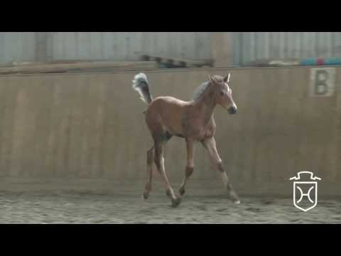 IZ177 Hengstfohlen von Dinken - Hirtentanz - Contender