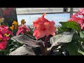 Cannova 'Bronze Peach' Preorder Canna Lily