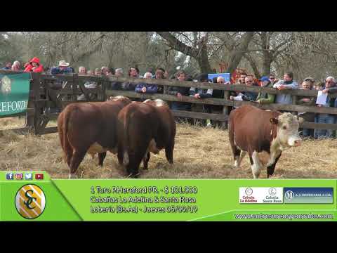 05-09-19 - Venta de Toros P.Hereford PR. - Cabañas La Adelina & Santa Rosa - Lobería