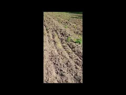 Suprafață împădurită în județul Dolj la Ocolul Silvic Sadova din cadrul Romsilva