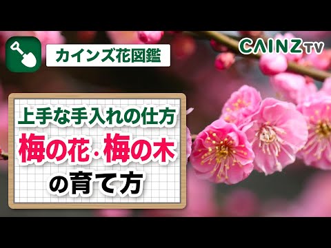 梅・梅の木 植物