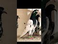 Teddy Kabootar Shorts Video