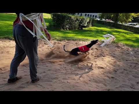 Mistrovství ČR na 280 metrů - dostihy chrtů 2019-09-21(4)