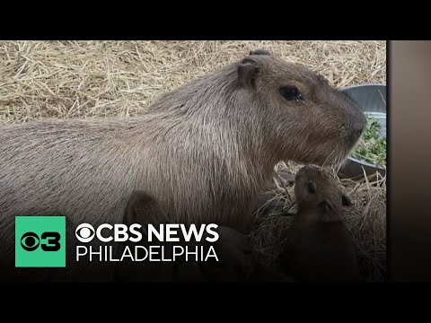 Cape May County Zoo in New Jersey has some new capybaras - YouTube