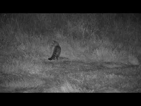 Djuma: Genet on the prowl - 03:53 - 06/11/21