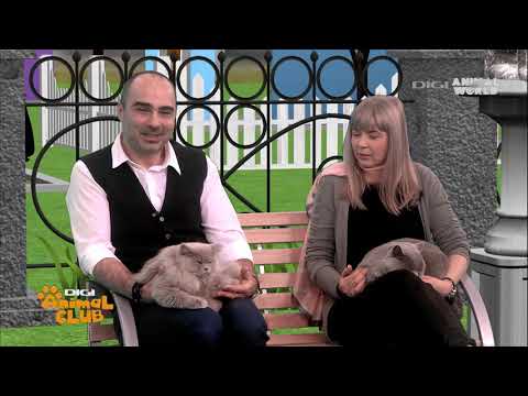 Felisa Outstanding Cats la Digi Animal Club